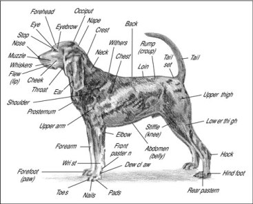 dog-anatomy